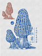 羊肚菌