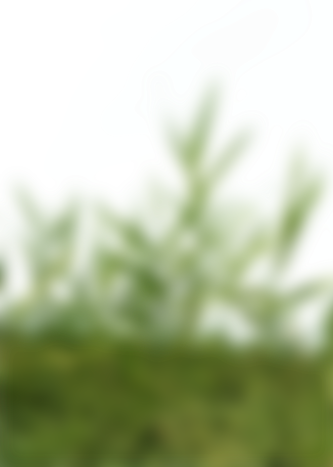 逼真虚化前景素材PSD (17)