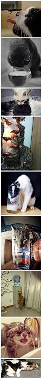 可爱宠物中心猫猫们永远不会喝自己杯子里的水~「转」