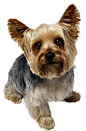 dog_PNG50275
