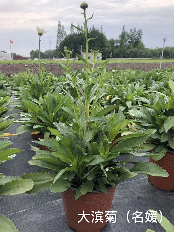 大滨菊（名媛）-花瓣网