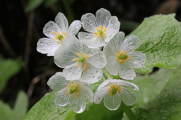 「日本山荷叶，在淋雨之后花瓣变成透明的」...