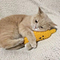 橘猫为什么容易胖？橘猫表情包图片 橘猫的来历及品种-闽南网