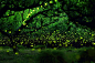 吊炸天的夜间摄影 探秘神奇的森林萤火虫 - CG资讯 | 火星网－中国领先的数字艺术门户