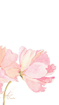 Pink watercolour floral flowers iphone phone wallpaper background lock screen: 