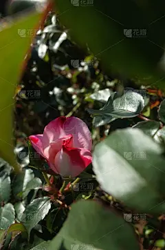 玫瑰“花海”-粉色和白色