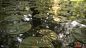 Aquatic Plants: Substance Designer, Daniel Robson : Aquatic Plant Study - All procedural in substance designer.