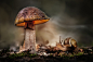 General 2048x1365 macro snail mushroom HDR