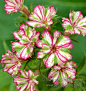 Phlox hybrida 'Peppermint Candy'