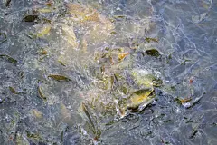 金箔鱼,水,鱼类,兽群,爪哇,细毛纤维,图像,水栖哺乳动物,鸡冠朋克头,水平画幅