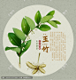 药材医草 手绘值物花草 手绘中草药 中草药包装插画 草本植物 草药包装插画 玉竹 铃铛菜 葳蕤 地管子 本草纲目 中药插画 复古医书草药插图 中草药 中医文化