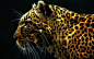 General 1920x1200 Fractalius animals leopard (animal)