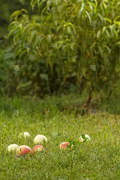 果园里绿草上的红苹果。了成熟的苹果