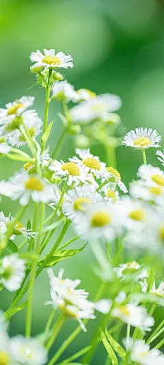 洋甘菊清新护眼手机壁纸