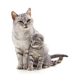 点击来源直接获取大图文件 |Mom cat with kitten.