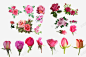 玫瑰花花朵花苞 免抠png 设计图片 免费下载 页面网页 平面电商 创意素材