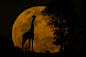 Photograph The Giraffe & The Moon by Mario Moreno on 500px