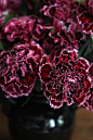.Plum carnations