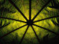 在匈牙利拍摄的蓖麻子叶子特写照片，叶脉从中心向外辐射，好似一张蜘蛛网。