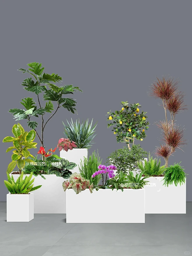 5组花箱植物组团设计方案低维护易打理-花瓣网