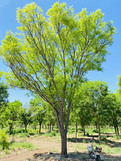 小孟小孟MM采集到A2-植物选形