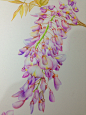 紫藤花-唯莹Magnolia