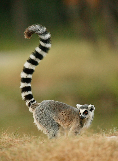 环尾狐猴动物摄影环境