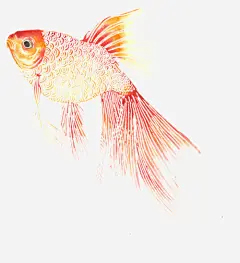 漂亮的金鱼_新图网 https://ixintu.com 手绘 插画 鱼 水粉