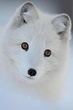 讨厌狮子采集到※H※▲FOX 狐.狸▲