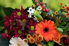 小邹菊花高清图片素材设计