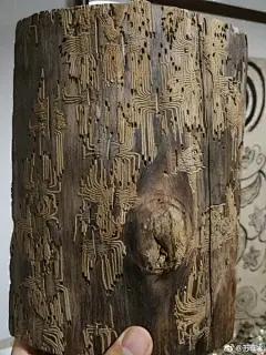单位里放了一块木头，上面被虫蛀的痕迹好似电路板，来自星星的虫。
这叫什么虫呢？ ​​​​