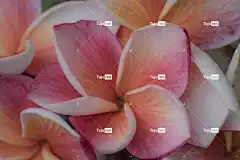 姜黄色百合花 夏威夷 花 自然 香气 开花 热带 花壁纸