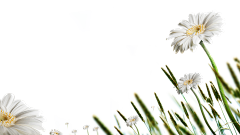 朴亦诺_采集关注采集到·PYN·素材
