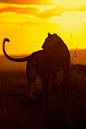 Little Governors Camp - Kenya (by Margot Raggett)