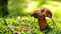 ID-944814-高清晰绿草丛中的香菇高清大图