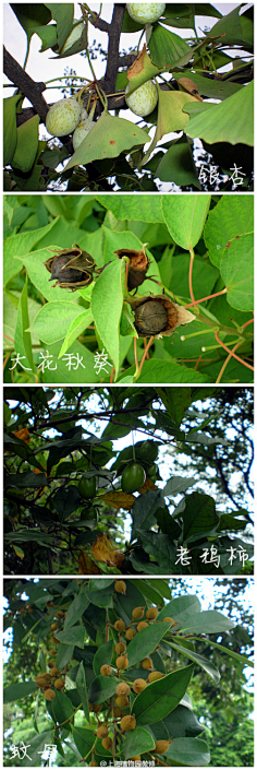 com上海植物园微博:#植物奥运会#【动物借渡】比赛项目中植物的果实大