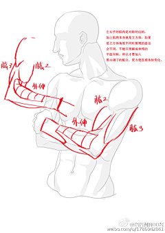 汤圆菌采集到人体结构