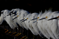 人蠢冇藥醫 (by phatography1)
Snowy Egrets