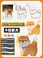 5步教你画Q版柴犬|零基础绘画教程