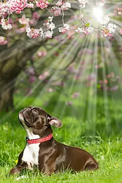 斗牛犬宠物狗狗图片