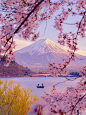 富士山赏樱攻略来啦❗️最美不过樱花雪