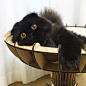 超萌的小黑猫,煤球成精了吧(ins:1room1cat)