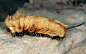 绒蠹 (Megalopyge opercularis)幼虫