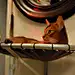 宠物房子建筑设计图集丨动物小屋/狗猫窝设计