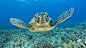 海洋生物海龟壁纸图片_体型庞大的海龟