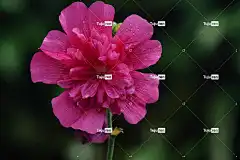 大丽花 花 粉红色的花 花瓣 粉红色的花瓣 盛开 开花 花壁纸