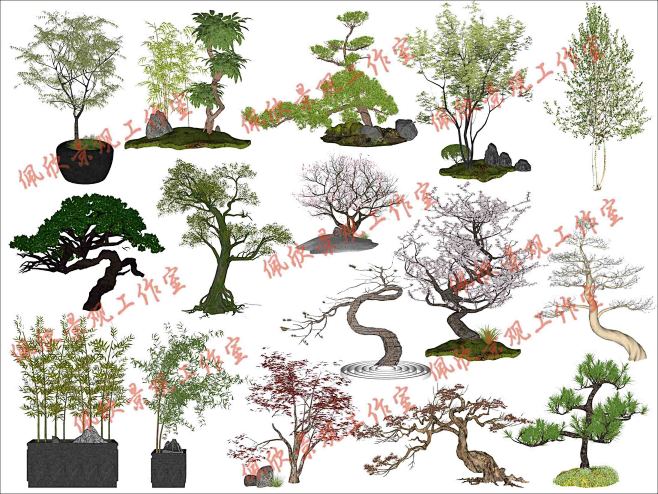 新中式景观树造型树竹子羽毛枫红枫植物SU...