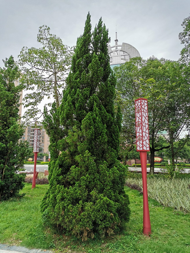 龙柏