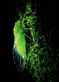 安蝉
【图】雨林 昆虫摄影圣地_kevin741963的收集_我喜欢网