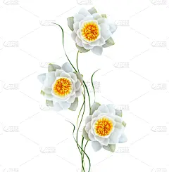 睡莲,垂直画幅,美,贺卡,复活节,边框,荷花,夏天,特写,百合花